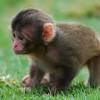 Capuchin monkeyboo meets his new baby monkey brother happy! Https Encrypted Tbn0 Gstatic Com Images Q Tbn And9gcsluh1az6smbghkeatxzmf3etfpfn7qfqljo7ca Lzion3tnyka Usqp Cau