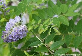 It includes those who are seems valid and also the old ones which sometimes can still work. Wisteria Frutescens American Wisteria Go Botany