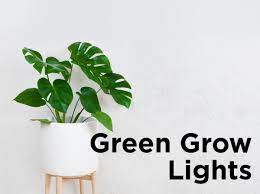 In 1971, the year after maruska left for stanford, his rca colleagues pankove and ed miller demonstrated the even though white light can be created using individual red, green and blue leds, this results in poor color. When To Use Green Grow Lights 1000bulbs Com Blog