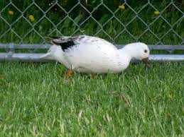 Fertile Bird Eggs For Sale In India Hey Ten Fertile Snowy Call Duck Eggs Are Available For Auction At Www Frankstrade Com Hatching Eggs Are Time S Hatching Eggs For Sale Hatching Eggs Duck Eggs