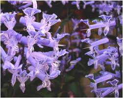Image result for Plectranthus swynnertonii