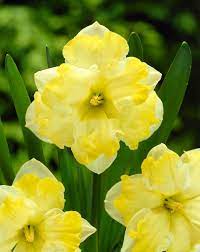 Types Of Daffodils To Know And Grow Theses Are Split Corona Daffodils The Cups Of These Non Traditional Daffodils Are Split Into Daffodils Flowers Fall Bulbs