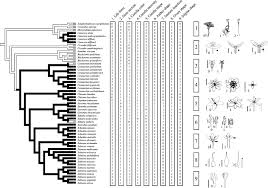 Image result for Schinziella tetragona