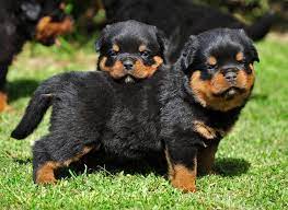 Baby Rottweiler Rottweiler Lovers Rottweiler Dog