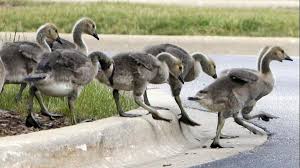 . | meaning, pronunciation, translations and examples. It S Pretty Hard To Accidentally Hit 19 Geese Mundelein Police Think Flock Crossing Roadway Was Struck On Purpose Chicago Tribune