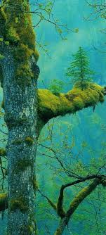 A Tree Growing On Another Tree Post Beautiful Nature Nature Amazing Nature