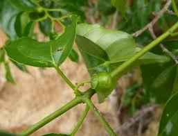 Image result for Colubrina asiatica