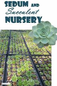 Sedum And Succulent Nursery Growing My Favorite Plants Succulents Sedum Healthy Garden
