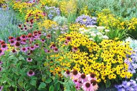 Peonies offer a variety of. Top 10 Summer Blooming Perennials For Long Lasting Garden Color Spoken Garden