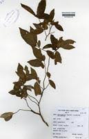 Image result for Rinorea angustifolia
