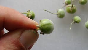 Image result for Solanum tettense