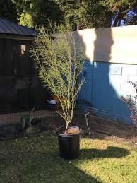 Desert museum palo verde root system. Is It Bad To Plant Desert Museum Palo Verde Tree In The Winter