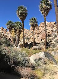 Image result for Washingtonia filifera