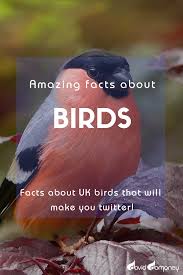 Amazing Bird Facts David Domoney In 2020 Bird Facts Big Garden Birdwatch Some Amazing Facts