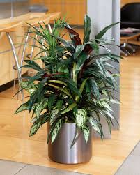 Mixed Dracaena Silk Plant Arrangement Green Artificial Plant Wall Floor Plants Artificial Floor Plants