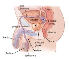 If You Have Testicular Cancer Testicular Cancer Simple Guide
