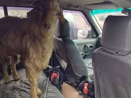 21 goats stolen from Delhi number luxury car | दिल्ली नंबर की लग्जरी कार  में चोरी की 21 बकरियां: दुर्घटना के बाद बकरी चोर वाहन छोड़कर हुआ फरार, पांच  मवेशियों की हुई मौत - Chhapra News | Dainik Bhaskar