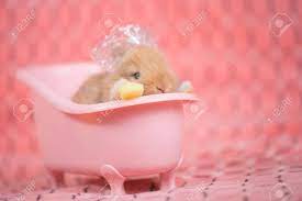If you are looking for teacup puppies don't look any further because you are in the right place. Adorable Young Baby Rabbit In Pink Bath Tub As Taking A Bath On Pink Cloth As Background 3 Weeks Old Little Fluffy Bunny Stock Photo Picture And Royalty Free Image Image 93435041