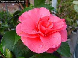 Camellia Williams Camellia Williams Tuinplanten Tuincentrum Kamerplanten