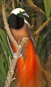 Emblem Papua New Guinea Bird Of Paradise Bird Of Paradise Aves Aves Exoticas Y Ave Del Paraiso