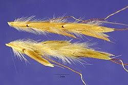 Image result for Andropogon gayanus
