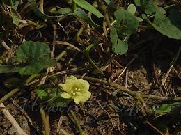 Image result for Merremia emarginata