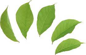 Green Leaves Png Image Leaves Green Leaves Plant Leaves