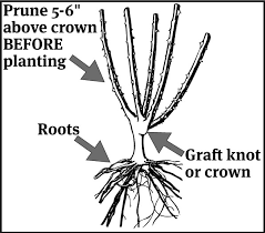 Own root roses are grown from cuttings and so develop their own root system, as opposed to our grafted bare root roses which have dr. Weeks Roses Wholesale Rose Grower