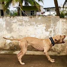 Chico Lopez On Instagram A Daughter Of Bagman C Capivara In India Capivara Can Get Into Heat Soo Pitbull Terrier Pitbulls American Pitbull Terrier