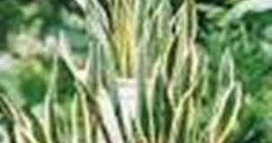 Pembahasan kali ini yaitu tentang contoh benda berbentuk tabung yang ada dirumah maupun di sekitaran kita. Benda Benda Yang Ditakuti Ular Dan Cara Mencegah Agar Ular Tidak Masuk Ke Dalam Rumah Aneka Cara Praktis