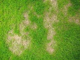 First, you may have a nitrogen deficiency or iron, you may need to fertilize. Lawn Care What S Causing Yellow Spots On Your Lawn How To Fix It