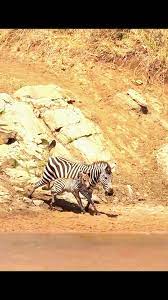 Leopard Attacks Zebra Mother and Child - Shocking Encounter! | TikTok