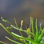 Image result for Subularia