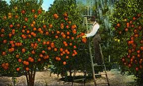 Fresh oranges on the trees in the orange grove. History Of The Citrus Industry Northeast Florida Edible Northeast Florida