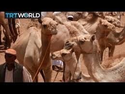 Al ain camel marketの163人の訪問者からの42枚の写真と5個のtipsを見る the vendors will hassle you into taking photos with the camels (esp the babies). Sudan Camel Trade Camel Trade Hurt By Ongoing Demonstrations Youtube