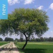 Image result for Acacia luederitzii