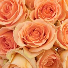 Rose Color Meanings 12 Shades What They Symbolize