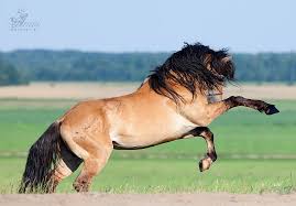 The buckskin mustang looks a lot like spirit from the dreamworks animation spirit: Konnyj Fotograf Aleksiya Hrusheva Fotograf Loshadej Konnaya Fotosemka Semka Loshadej Zootehnicheskaya Fotosemka Reportazhnaya Fotosemka Loshadej Sa Pferde Pferd