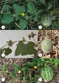 Image result for Cucumis quintanilhae