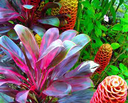Hawaiian ti (cordyline fruticosa) plants are not from hawaii, nor are they used to make tea. Pin By Tropical Flowers On My Island Home Hawaiian Gardens Tropical Landscaping Hawaiian Plants