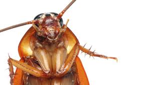 Anderson pest control serves the entire las vegas valley, including las vegas, henderson, north las vegas, summerlin, boulder city, and pahrump. Is Cockroach Milk The Superfood Of The Future Cockroaches Insects Memes