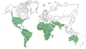 Image result for Tragia brevipes-benthamii-okanyu