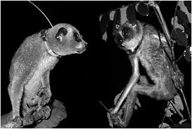 The smallest crocodile is the dwarf crocodile. Research Trade And Conservation Part Iii Evolution Ecology And Conservation Of Lorises And Pottos