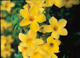 Image result for Allamanda