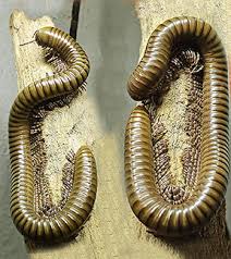 Image result for Telosma africana