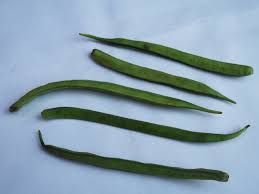 Image result for Cyamopsis tetragonoloba