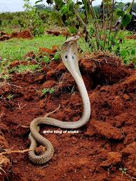 Image result for Najas horrida