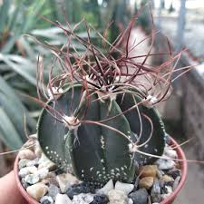 Hoodia pilifera is a leafless succulent, up to 32 inches (80 cm) tall, with fleshy, ribbed and thorny stems. Astrophytum Senile Cv Pink Flower Uhlig Kakteen More Than 5 000 Different Species