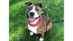 Bull Terrier Mixes – Which One Will Be Right for You?
