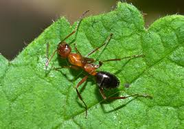 Image result for Landolphia incerta